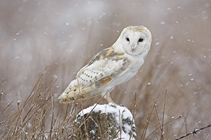 Barn Owl (Tyto alba), adult on lookout