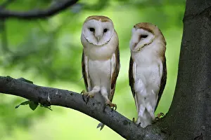 Barn owl (Tyto alba), adult, pair