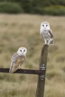 Barn Owl (Tyto alba) adult pair