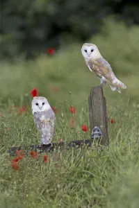 Barn Owl (Tyto alba) adult pair