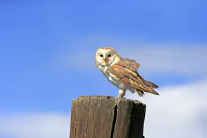 Barn Owl (Tyto alba), adult, on perch