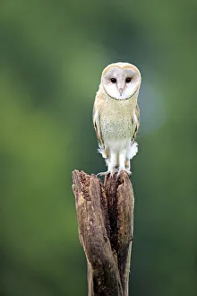 Barn Owl (Tyto alba), adult, perched