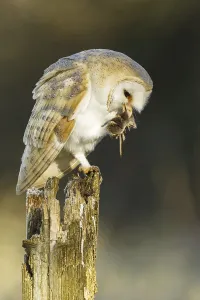 Barn Owl (Tyto Alba) adult perched on post with Common Shrew prey