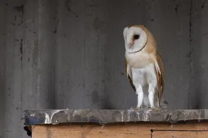 Barn owl (Tyto alba), in the barn