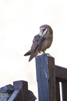 Barn owl, Tyto alba, barn owl