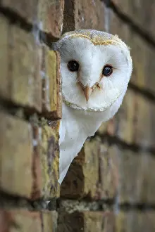 Barn Owl (tyto alba) in a brick wall