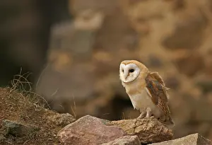 Barn Owl (Tyto alba), captive, Czech Republic