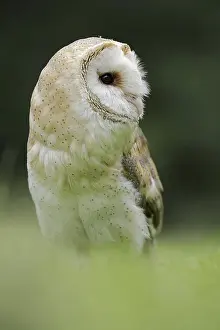 Barn owl (Tyto alba), captive, North Rhine-Westphalia