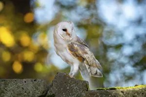 Barn owl (Tyto alba) in the evening light