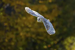 Barn owl (Tyto alba) in the evening light