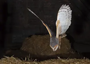 A barn owl (Tyto alba) flies in the dark over hay bales in a rural setting