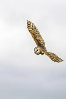 Barn owl (Tyto alba) in flight close-up