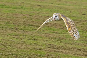 Barn owl (Tyto alba) in flight close-up