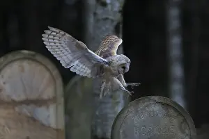 One barn owl (Tyto alba) flying on a historic graveyard in a forest between the gravestones