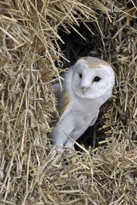 Barn owl (Tyto alba) in haystack