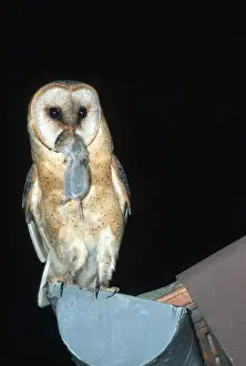 Barn Owl (Tyto alba) with mouse, Hessen, Germany