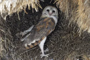 Barn Owl (Tyto alba). At its nest