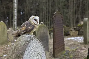 One barn owl (Tyto alba) perched on a very old gravestone in a forest