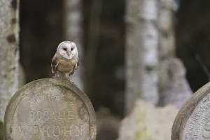 One barn owl (Tyto alba) perched on a very old gravestone in a forest