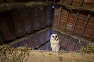 A barn owl (Tyto alba) sits in an attic with wooden beams and a rustic atmosphere