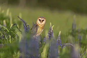 One barn owl (Tyto alba) sitting on a branch lying in a field of flowering lupines in late evening light