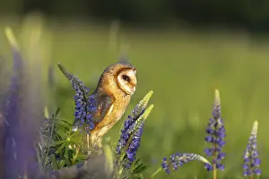 One barn owl (Tyto alba) sitting on a branch lying in a field of flowering lupines in late evening light