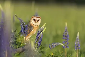 One barn owl (Tyto alba) sitting on a branch lying in a field of flowering lupines in late evening light