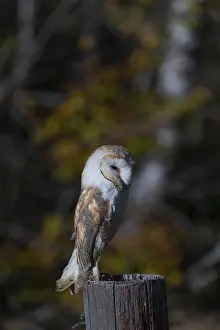 One barn owl (Tyto alba) sitting on a fence post in late evening light
