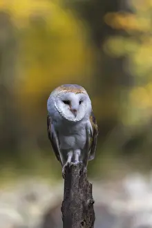 One barn owl (Tyto alba) sitting on top of a tree stump