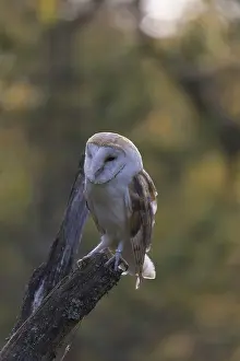 One barn owl (Tyto alba) sitting on top of a tree stump