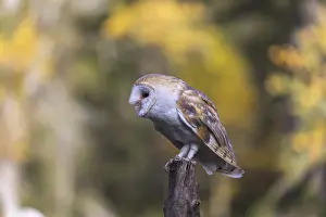 One barn owl (Tyto alba) sitting on top of a tree stump