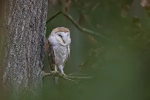 One barn owl (Tyto alba) sitting on a twig of a beech tree with some autumnal coloured leafs