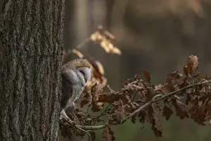 One barn owl (Tyto alba) sitting on a twig of a beech tree with some autumnal coloured leafs