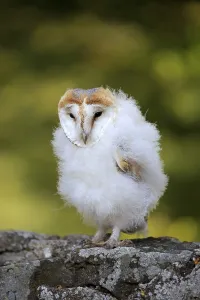 Barn Owl (Tyto alba), young, fledgeling