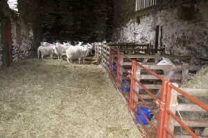 Barn with sheep, Lake District