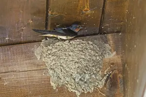 Barn Swallow, Barn Swallows, Songbirds
