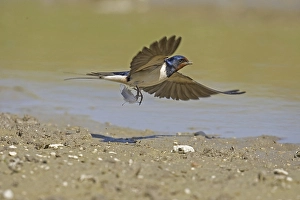 Barn Swallow (Hirundo rustica)