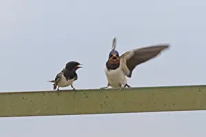 Barn Swallow (Hirundo rustica)