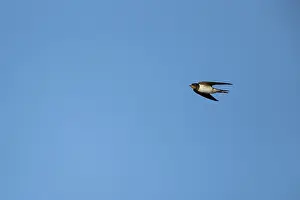 Barn swallow (Hirundo rustica) adult bird in flight in summer