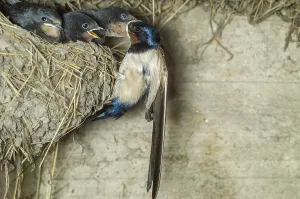 Barn swallow (Hirundo rustica) bringing food to its chicks in the nest on a farm