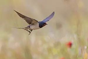 Barn Swallow, Hirundo rustica, Lesbos, Israel