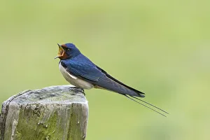 Barn Swallow (Hirundo rustica) perched on wooden post