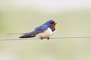 Barn Swallow (Hirundo rustica) sitting on a pasture fence
