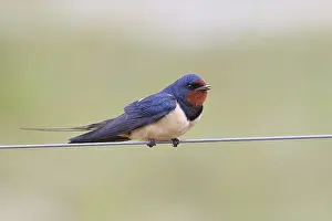 Barn Swallow (Hirundo rustica) sitting on a pasture fence
