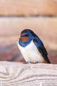 Barn swallow (Hirundo rustica) sitting on a wood