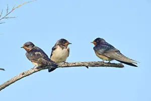 Barn swallow (Hirundo rustica) youngsters sitting on a branch