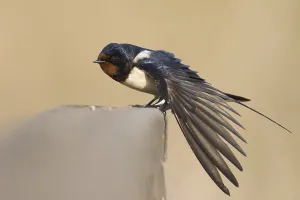 Barn Swallow - Rauchschwalbe - Hirundo rustica ssp