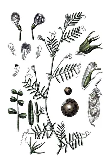 Barn vetch (Vicia monantha), medicinal plant