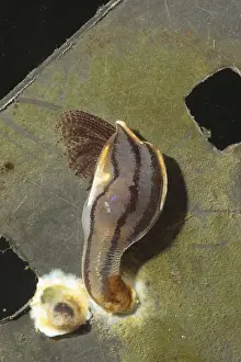 Barnacle, Barnacles, Other animals