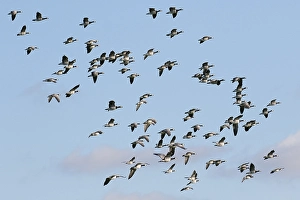Barnacle geese (Branta leucopsis)